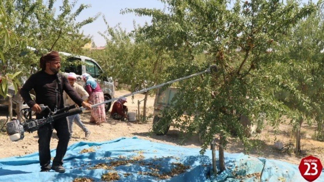 Devlet desteğiyle 45 dekara badem ekti, ilk hasada başladı