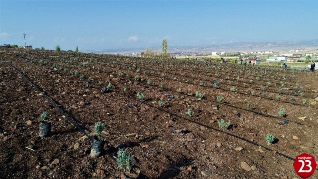 Doğu Anadolu Bölgesi'nin en büyük lavanta bahçesi Elazığ'da kuruldu