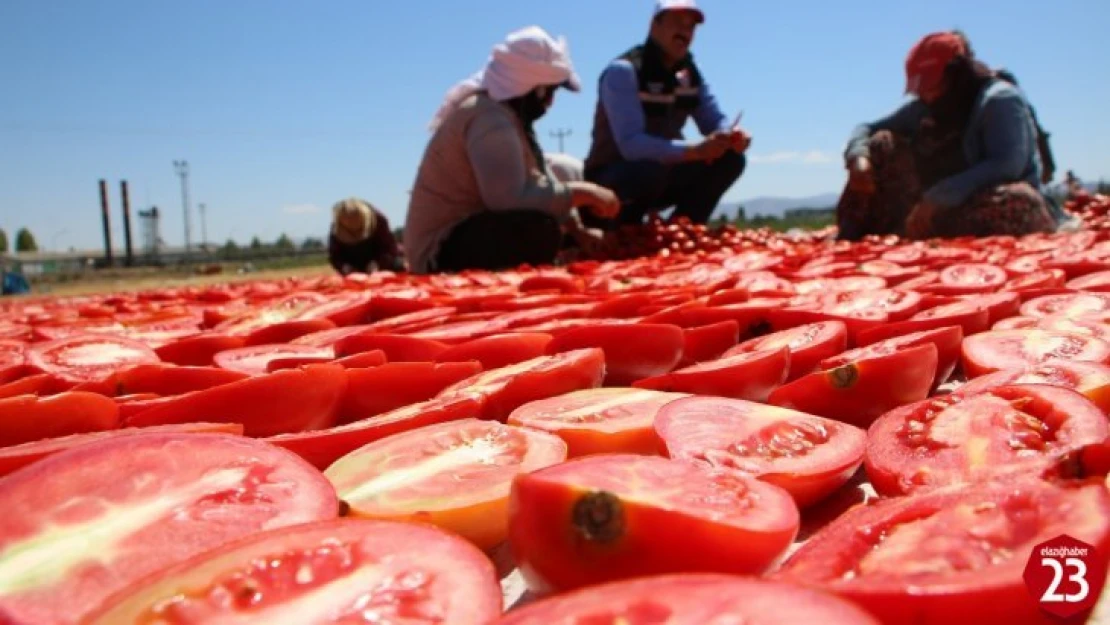 Elazığ'da Kurutmalık Domatesin Hasadı Başladı