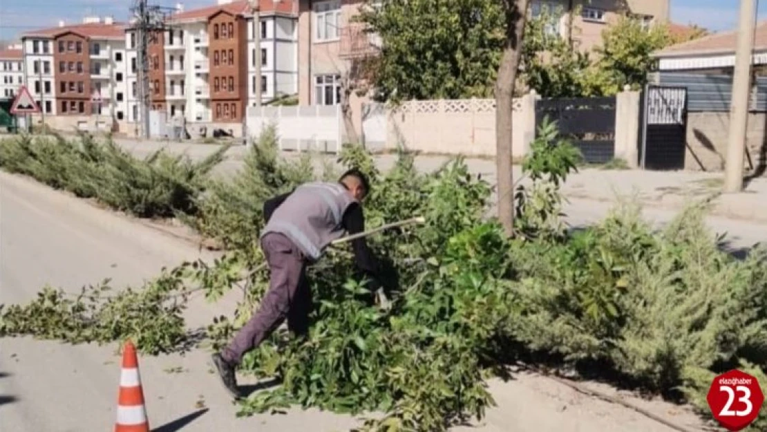 Elazığ Belediyesinden ağaç budama çalışması