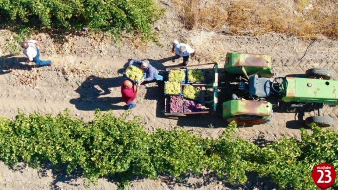 Elazığ'da En Tatlı Hasat Dönemi Başladı