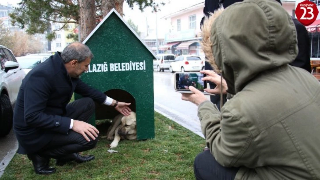 Elazığ'da 'Köpek Dostu ilçe' kış nedeniyle kulübelerle donatıldı