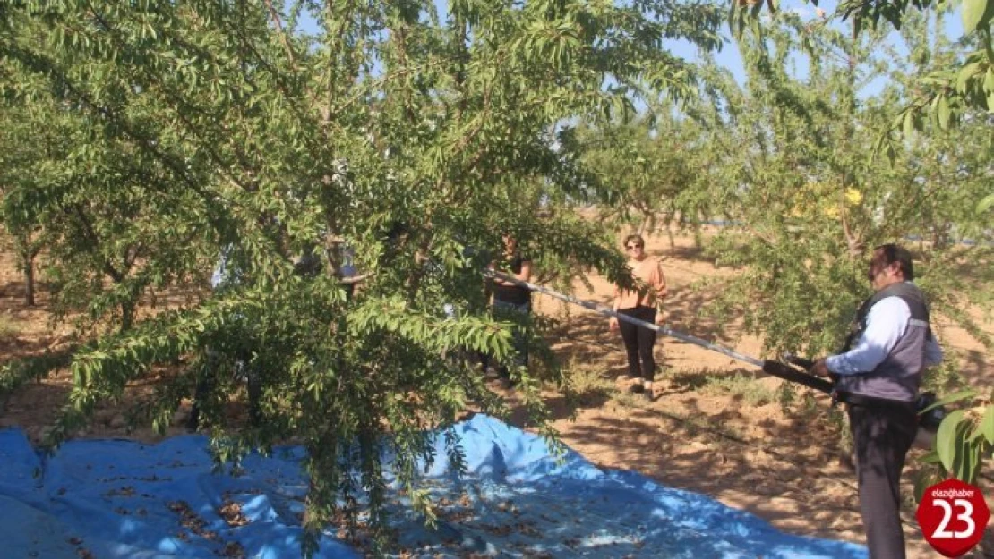 Elazığ'da Organik Badem Hasat Etkinliği Düzenlendİ