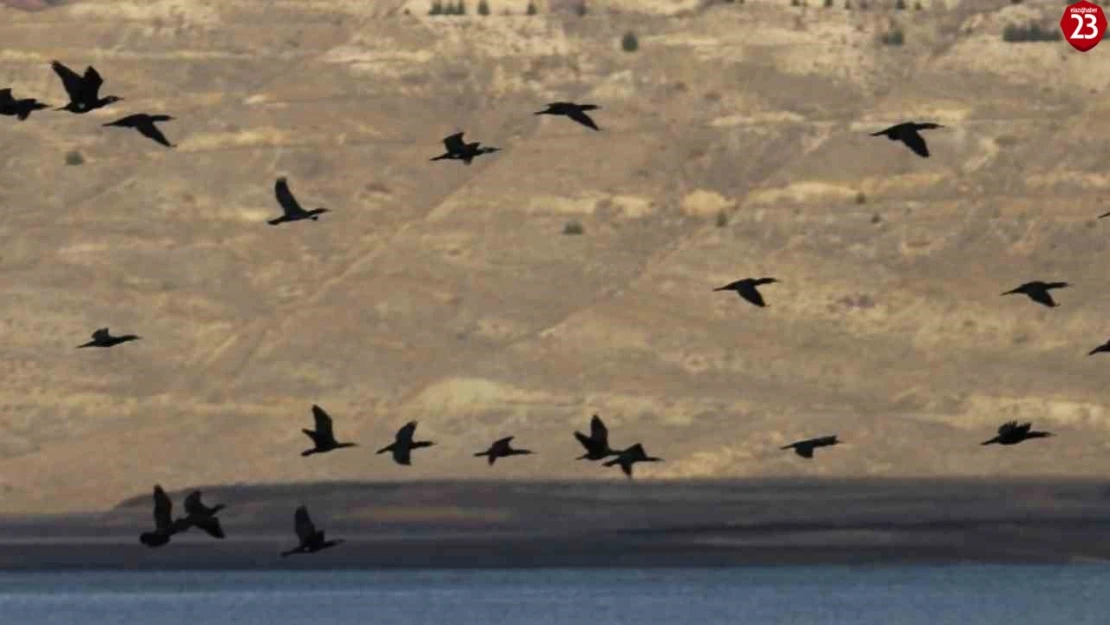 Elazığ'da  su kuşu sayım çalışmaları