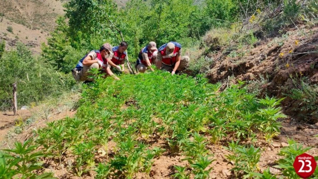 Jandarma'dan Uyuşturucu Operasyonu, 6 Bin 150 Kök Hint Keneviri Ele Geçirdi