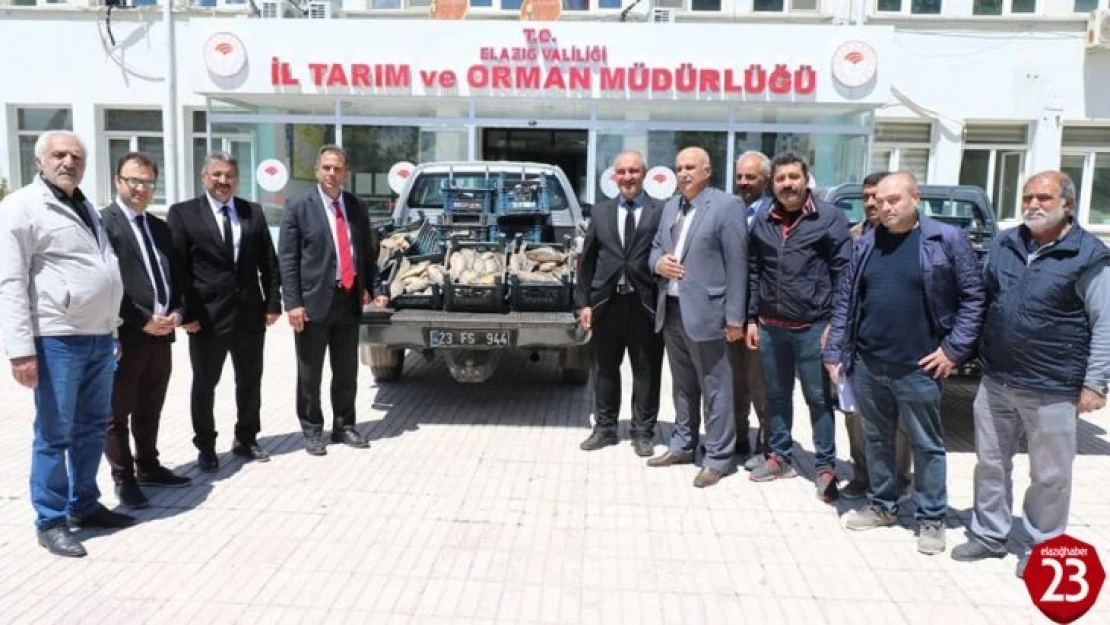 Elazığ'da 1 Ton 150 Kilogram Kaçak Avlanan Balık Yakalandı