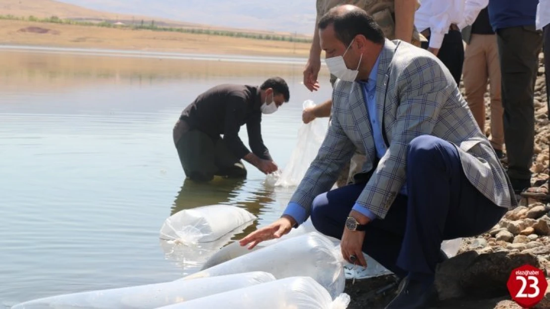 Karakoçan'da 100 Bin Bin Yavru Sazan Balığı Gölete Bırakıldı