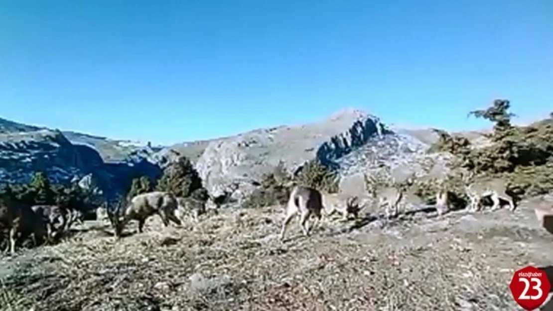 Elazığ'da 11 Aylık Yaban Hayatı Fotokapanlara Yansıdı