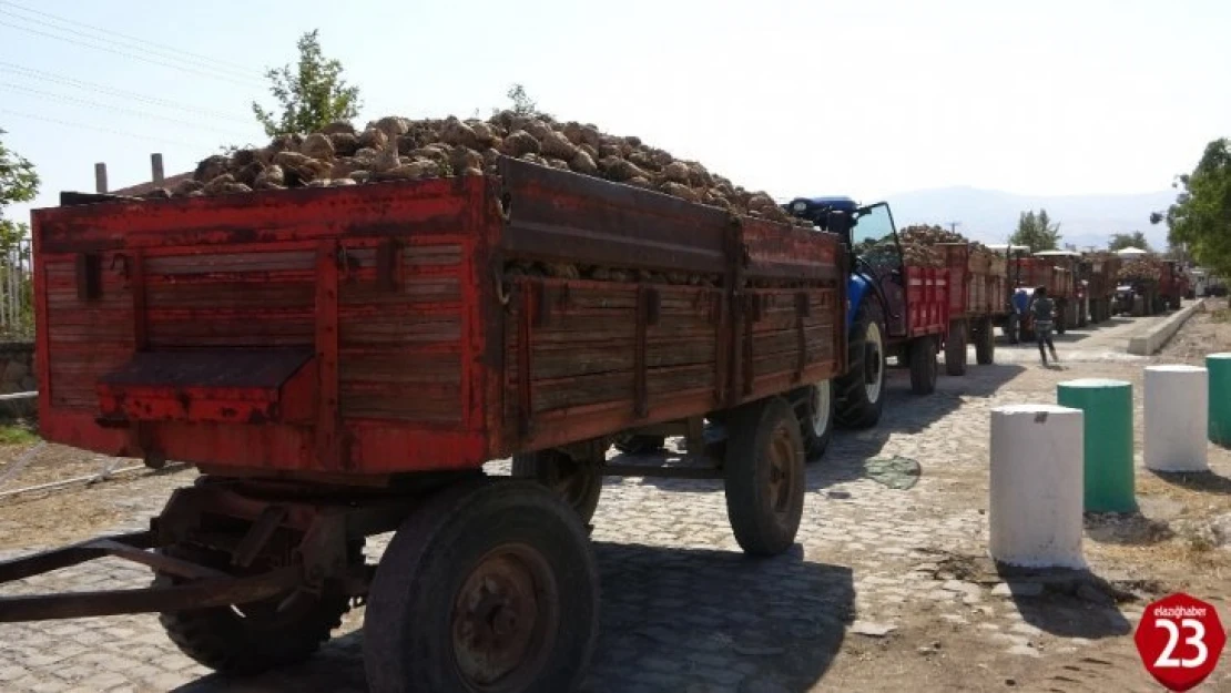 Elazığ'da 165 Bin Ton Üretimi Beklenen Pancarın Alım Kampanyası Başladı