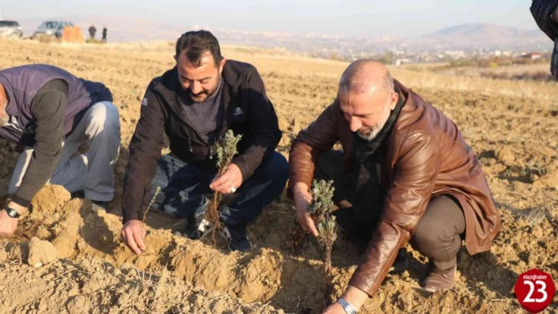 Elazığ'da 24 bin adet lavanta toprakla buluştu