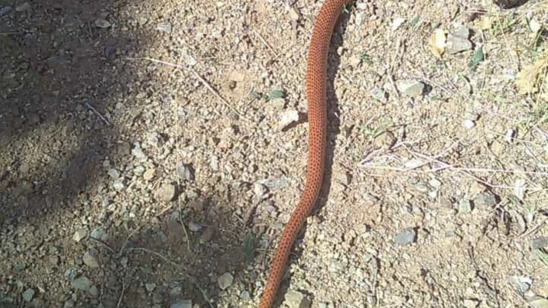 Elazığ'da 2,5 metre uzunluğundaki yılan korkuttu