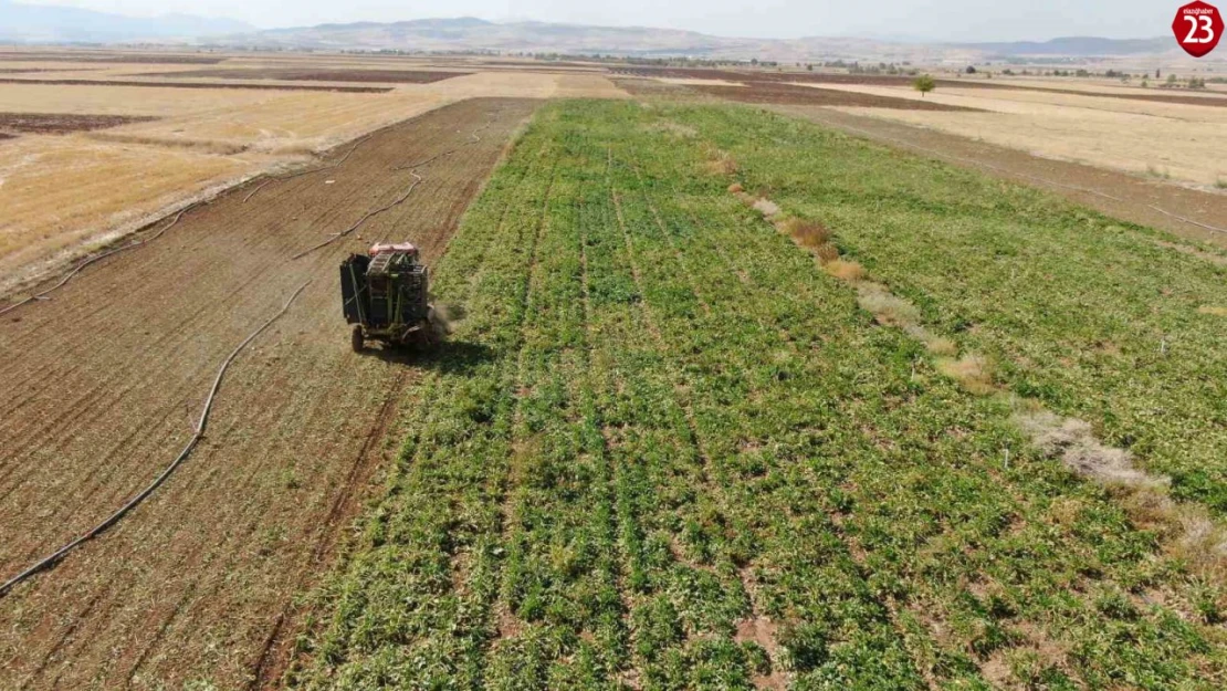 Elazığ'da 37 bin dönüm alanda pancar hasadı başladı