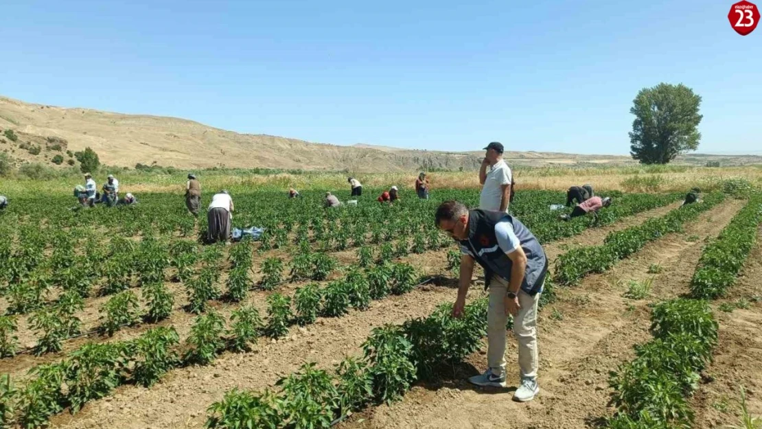 Palu'da 40 dekarlık alanda sebze hasadı