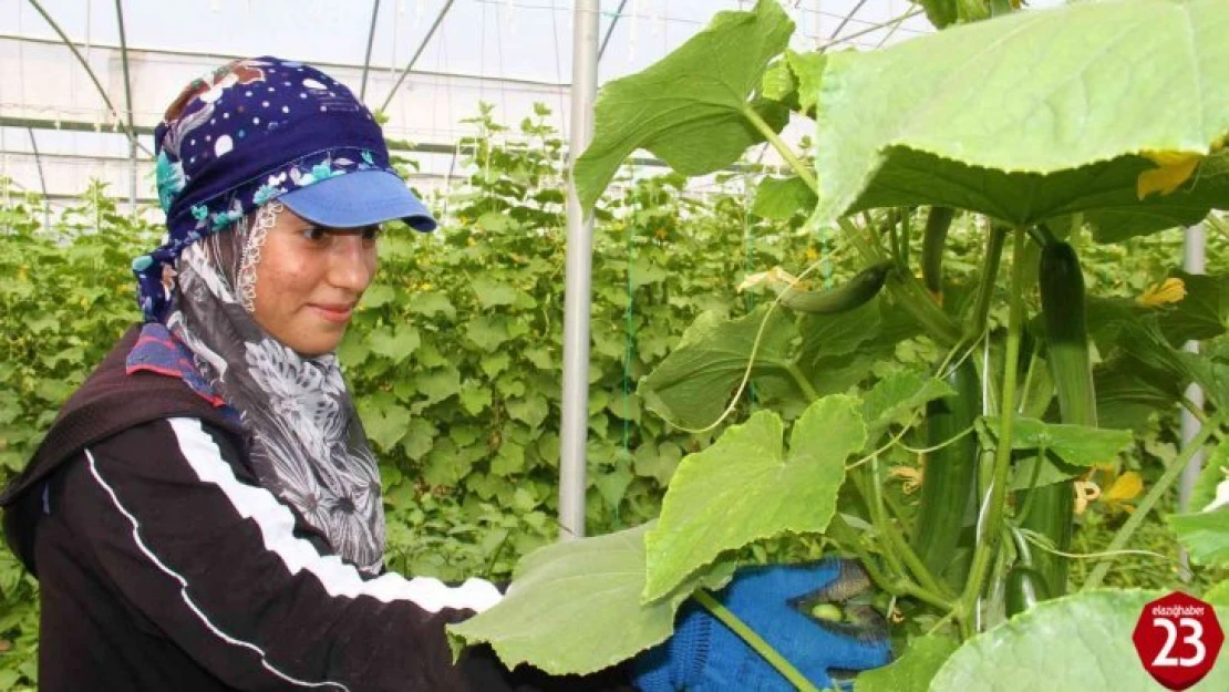 Elazığ'da 45 Derece Altında Salatalık Hasadı