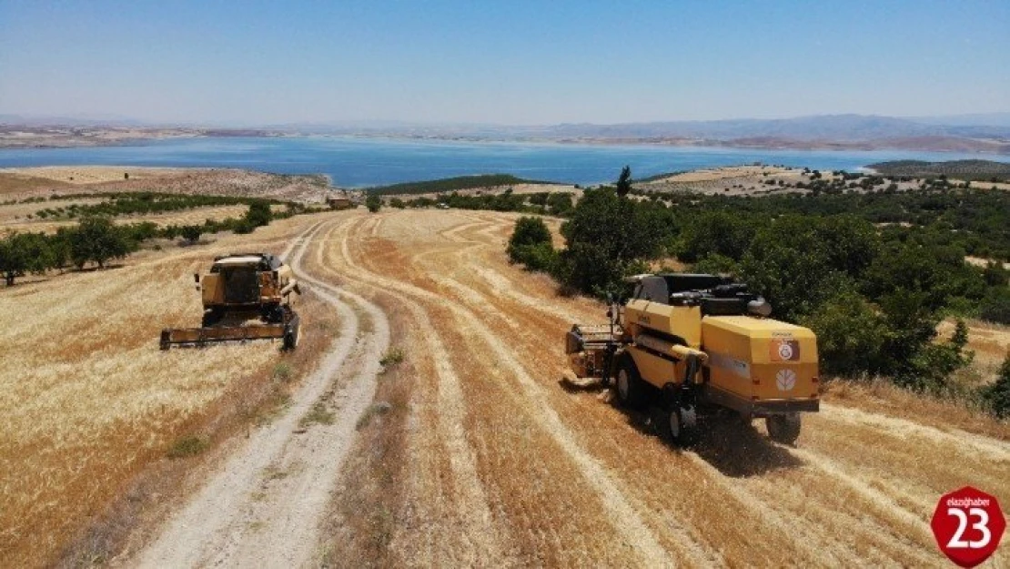 Elazığ'da 600 dönüme arpa eken başkan, hasada başladı