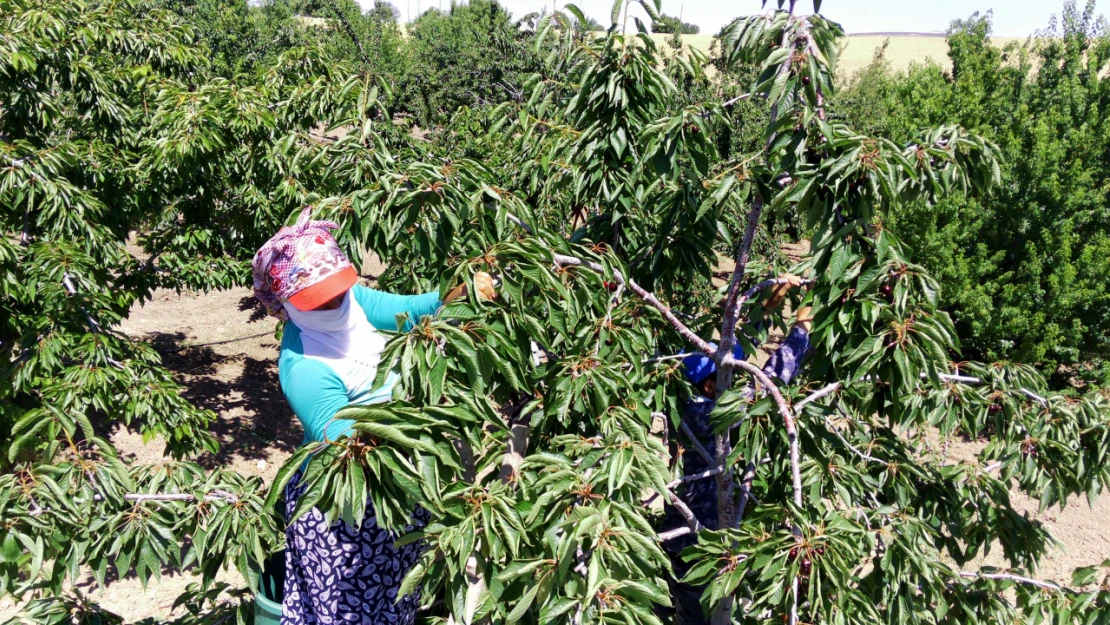 Elazığ'da 7 Bin Dekar Alanda Kiraz Hasadı Başladı