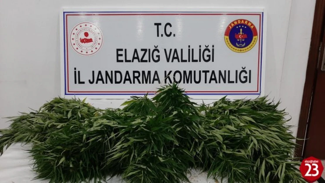 Elazığ'da Jandarma 73 Kök Kenevir Ele Geçirdi