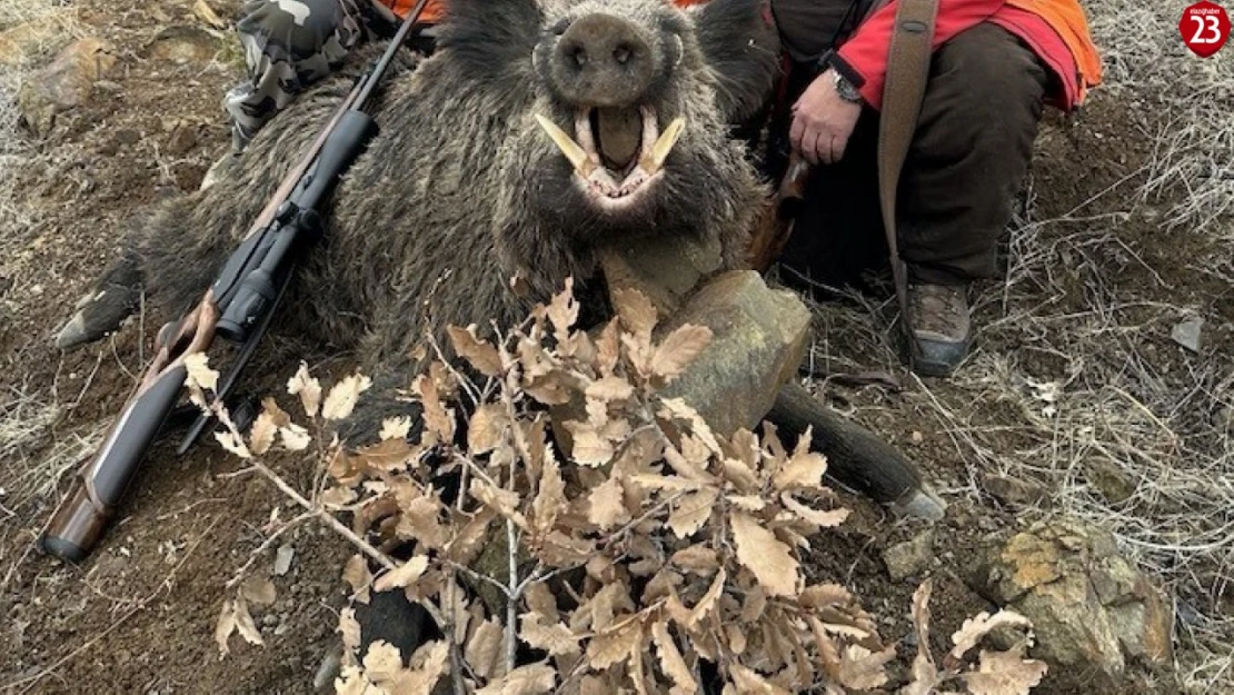 Elazığ'da Yabancı Avcılar 250 Kiloluk Yaban Domuzu Avladı