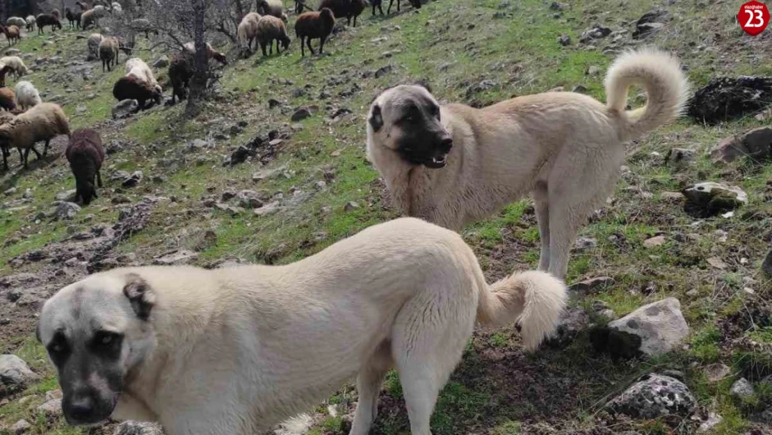 Elazığ'da avcılar bir kangalı telef edip birini de yaraladı