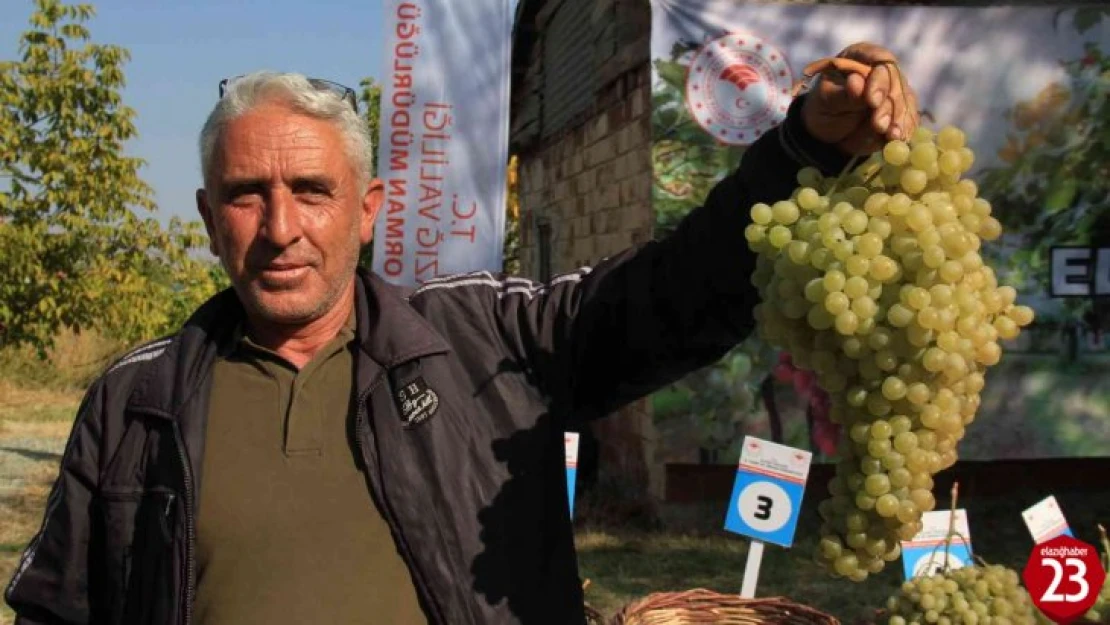 Elazığ'da Bağ Bozumu ve Orcik Etkinliği Düzenlendi