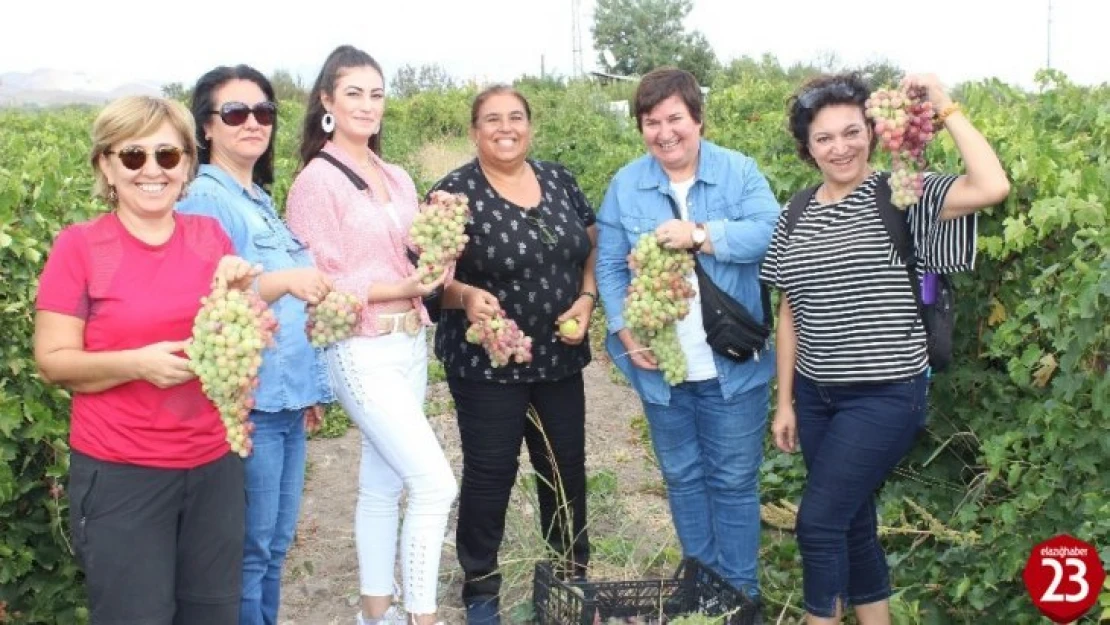 Elazığ'da Bağ Bozumu Turizmi Başladı