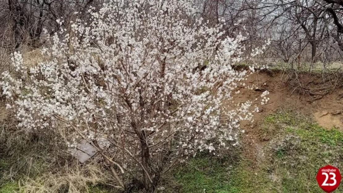 Elazığ'da baharın habercisi bademler çiçek açtı