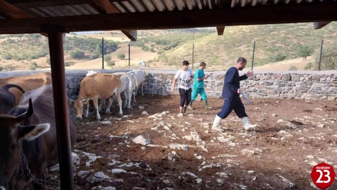 Elazığ'da büyükbaş hayvanlara aşılama çalışması