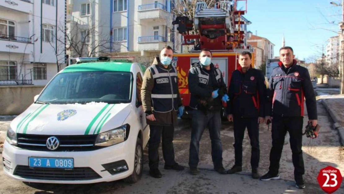 Elazığ'da Çatıda Mahsur Kalan Kedi İçin HAYDİ Ve İtfaiye Ekipleri Seferber Oldu