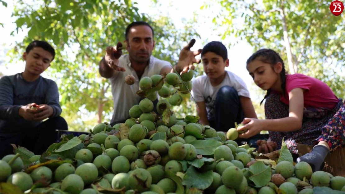 Elazığ'da Ceviz Hasadı Başladı, İşte Ceviz Fiyatları