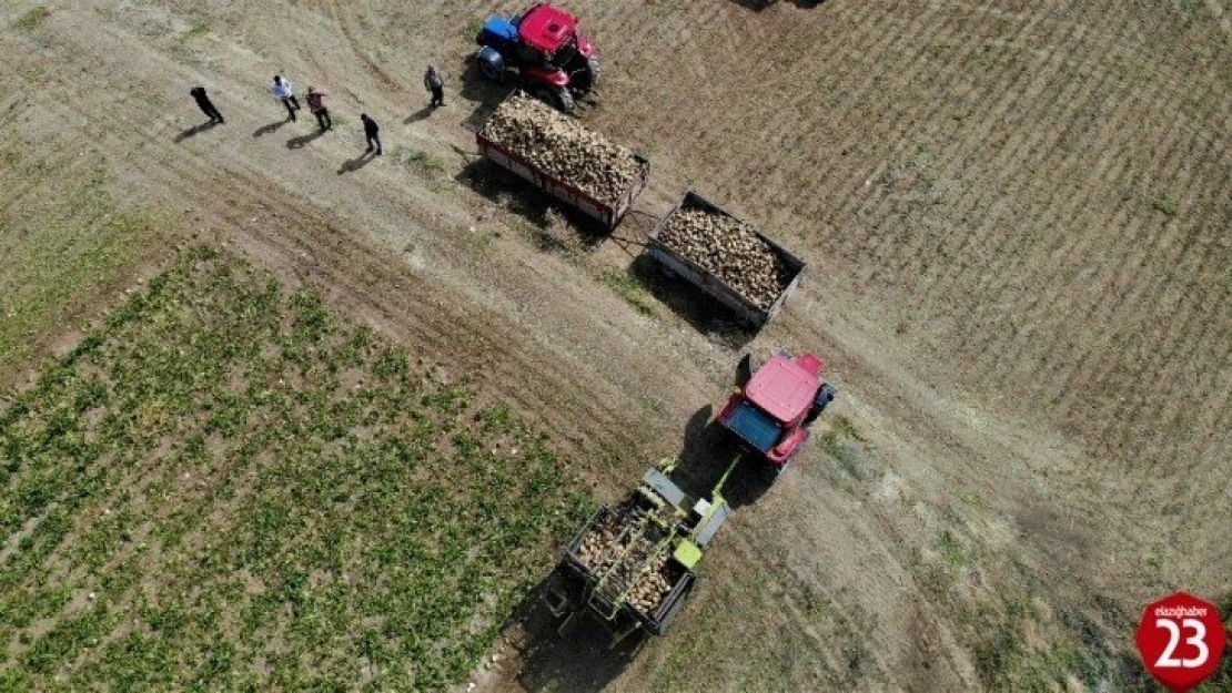 Elazığ'da çiftçiler şeker pancarı mesaisinde