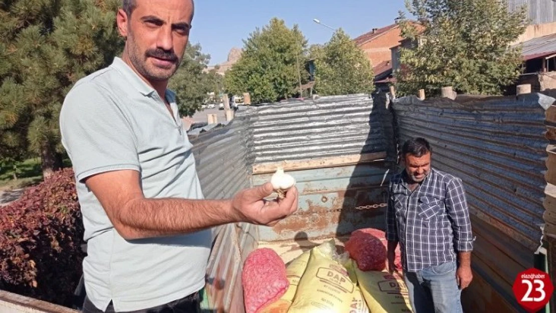 Palu'da Çiftçilere Yüzde 75 Hibeli Sarımsak Tohumu Dağıtıldı