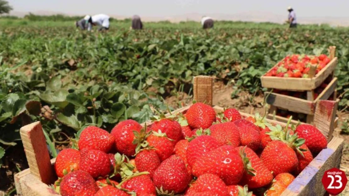 Elazığ'da çilek hasadı sürüyor