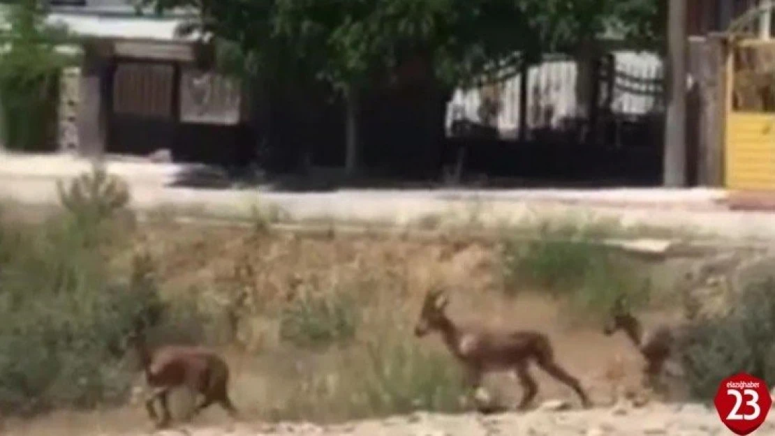 Elazığ'da dağ keçileri bu kez mahalleye kadar indi