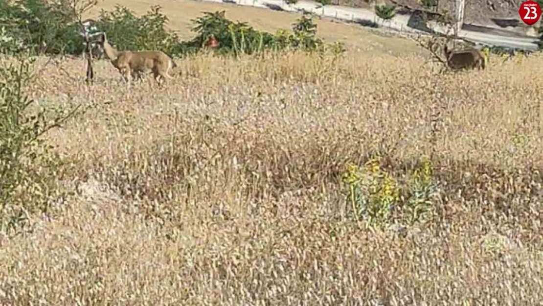 Elazığ'da dağ keçileri görüldü