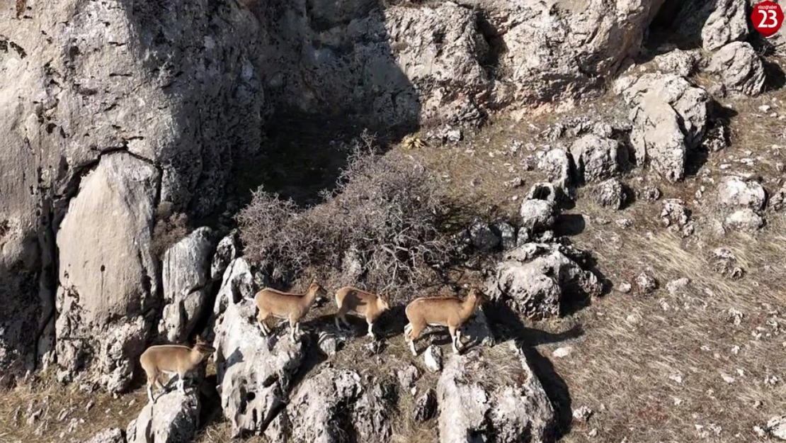 Elazığ'da Nesli Tehlike Altındaki Dağ Keçileri Dron ile Görüntülendi