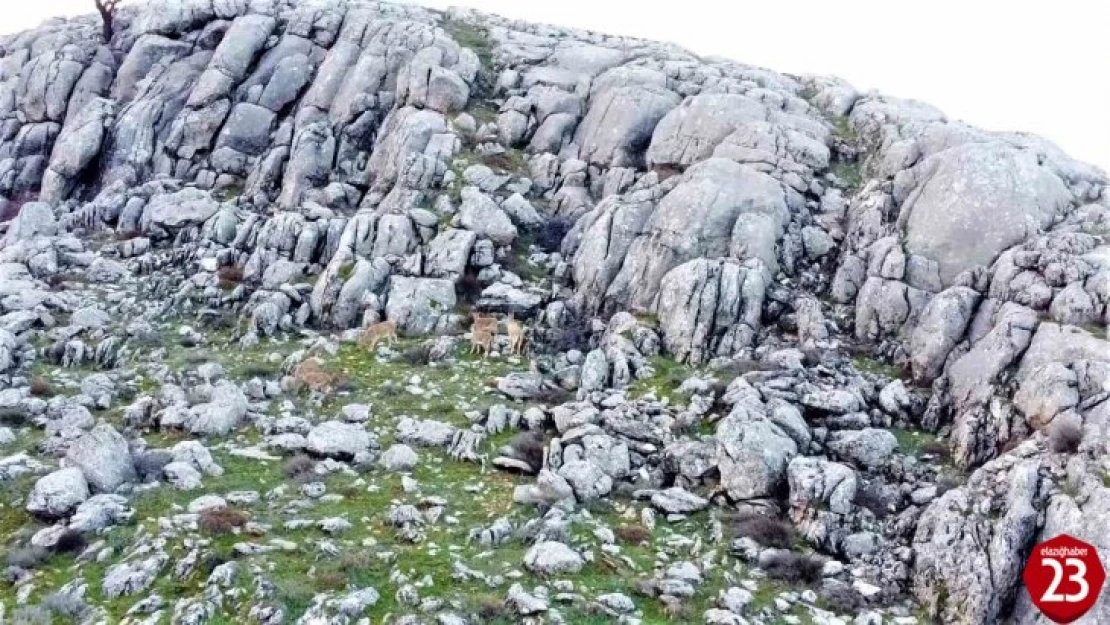 Elazığ'da dağ keçileri sürü halinde görüntülendi