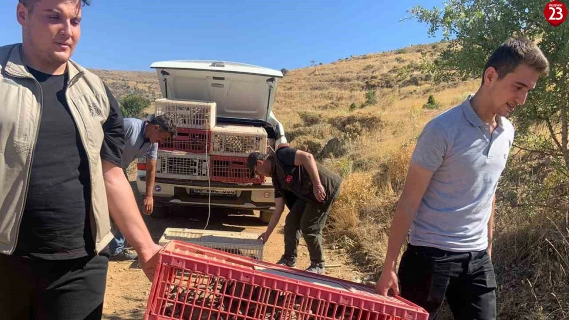 Baskil ve Sivrice'de doğaya keklik salımı gerçekleştirildi, alan 3 yıl boyunca ava kapatıldı