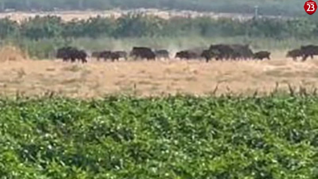 Elazığ'da domuz sürüsü görüntülendi