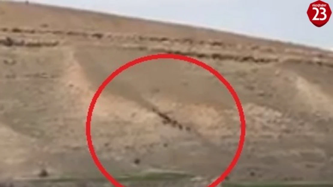 Elazığ'da domuz sürüsü görüntülendi