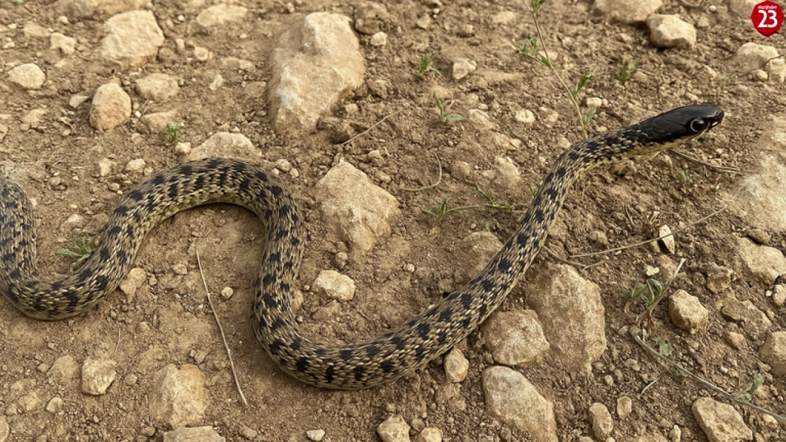 Elazığ'da Endemik Yılan Türü Görüldü