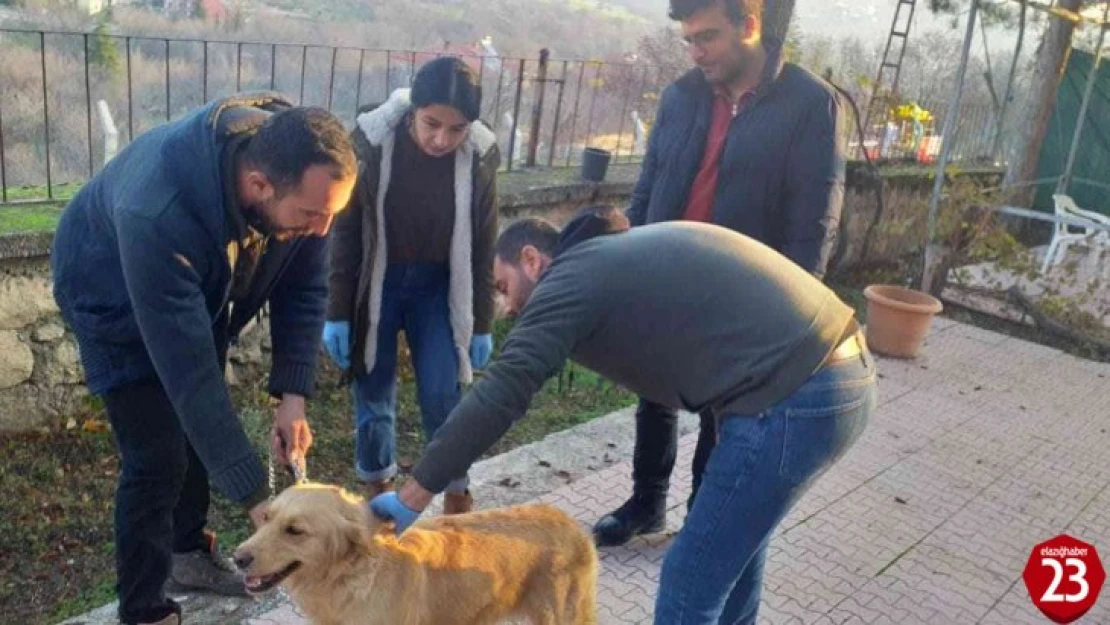 Elazığ'da evcil hayvanların çip ve pasaportlama çalışmaları sürüyor