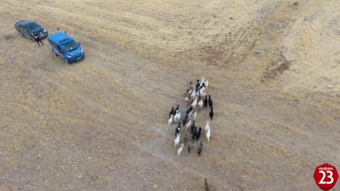 Elazığ'da firar eden hayvanlar, 7 kilometre uzakta drone ile bulundu