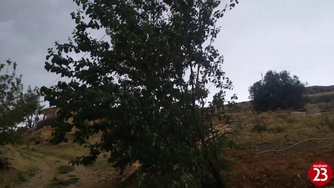 Elazığ'da fırtına ağaçları yerinden söktü