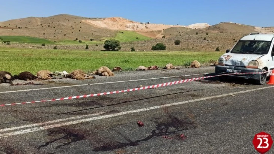 Elazığ'da hafif ticari araç sürüye çarptı, 16 koyun telef oldu