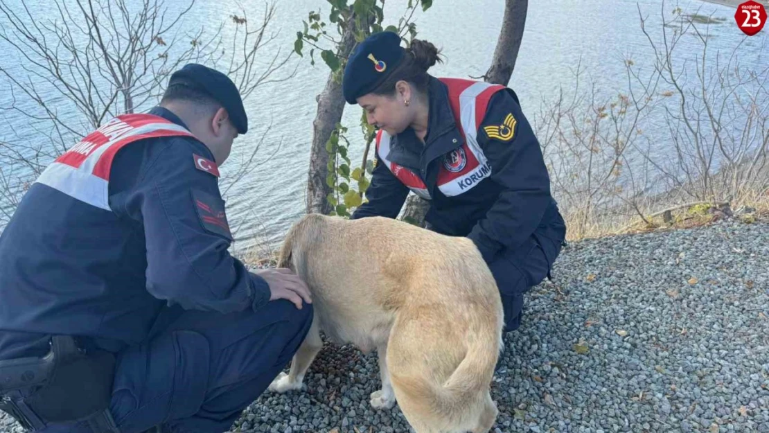 Elazığ'da jandarma ekipleri sokak hayvanlarını unutmadı