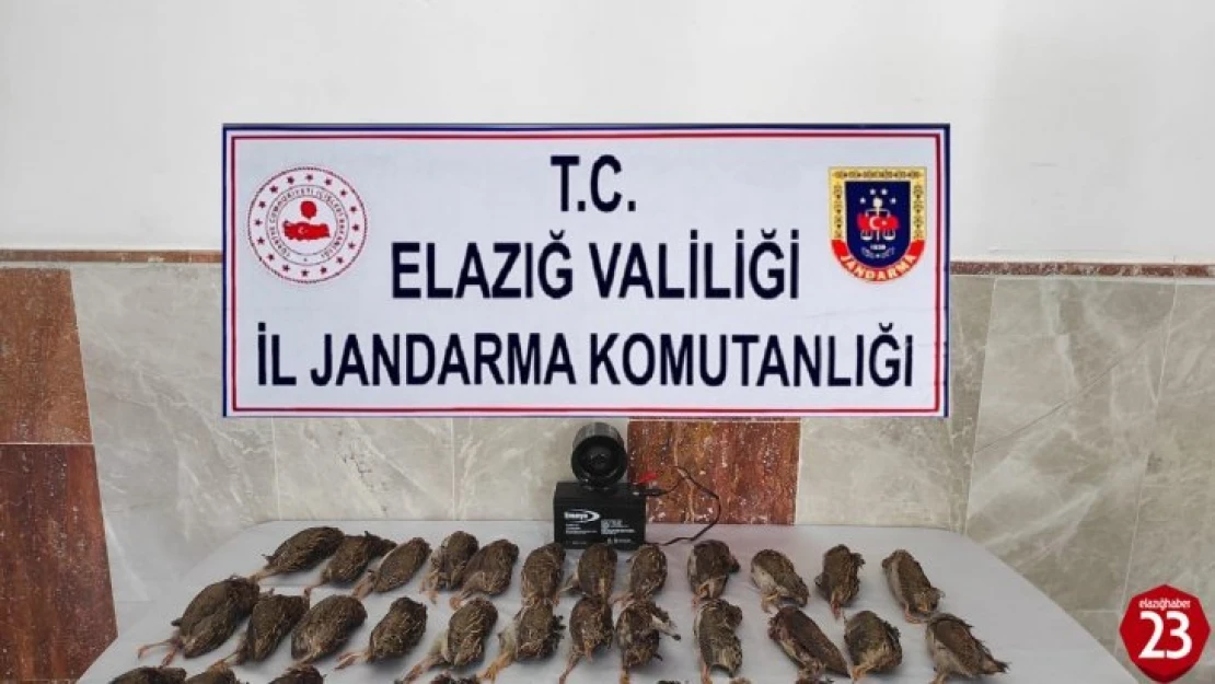 Elazığ'da Jandarmadan Kaçak Bıldırcın Avına 8 Bin 220 Lira Ceza