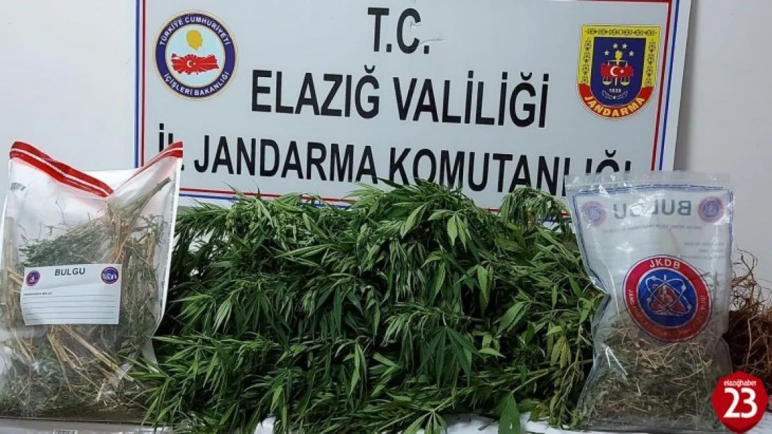 Jandarma Kaçak Kenevir Eken Şüpheliyi Yakaladı