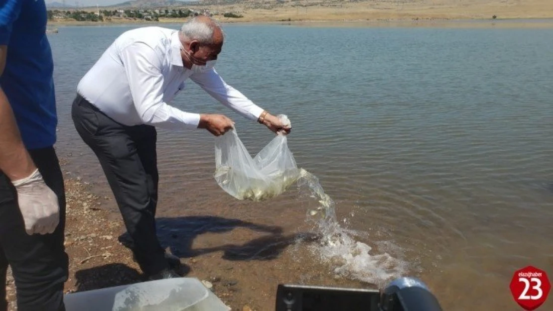 Elazığ'da Kalecik Barajı'na 5 bin sazan yavrusu bırakıldı