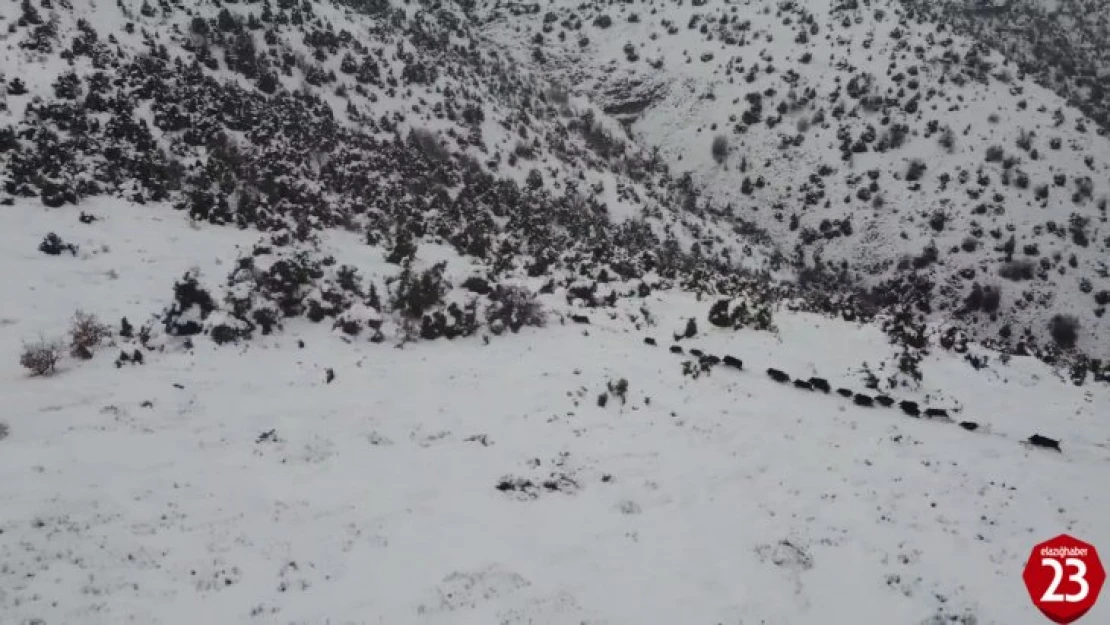 Elazığ'da kar üzerindeki domuz sürüsü dron ile görüntülendi