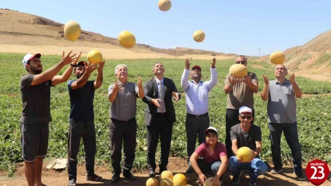 Elazığ'da kavun rekoltesi yüzleri güldürdü